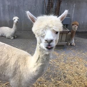 Meet your Posher, Sofia